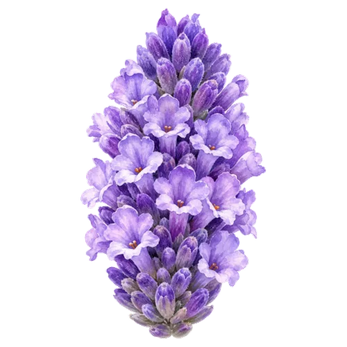 Lavender