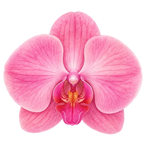 Orchid