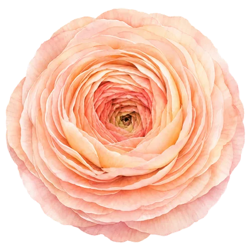 Ranunculus