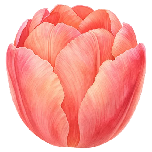 Tulip